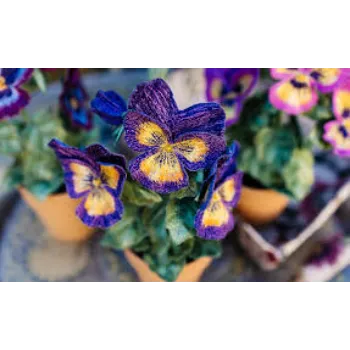 Decoration Pansy Plant 8a-pansy plant-5481109-93296.webp